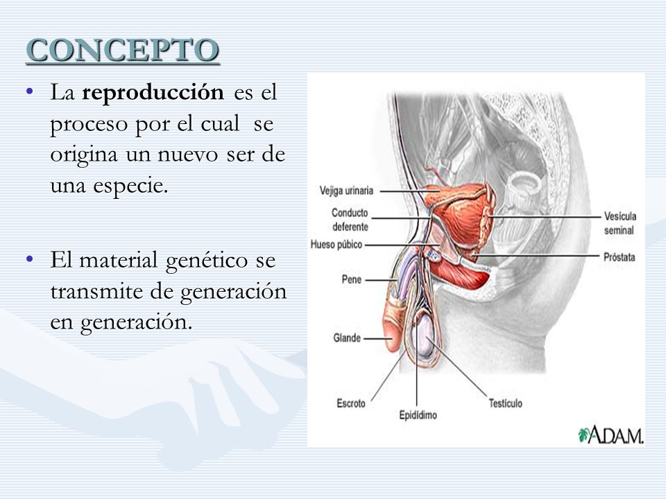 prostata concepto para niños